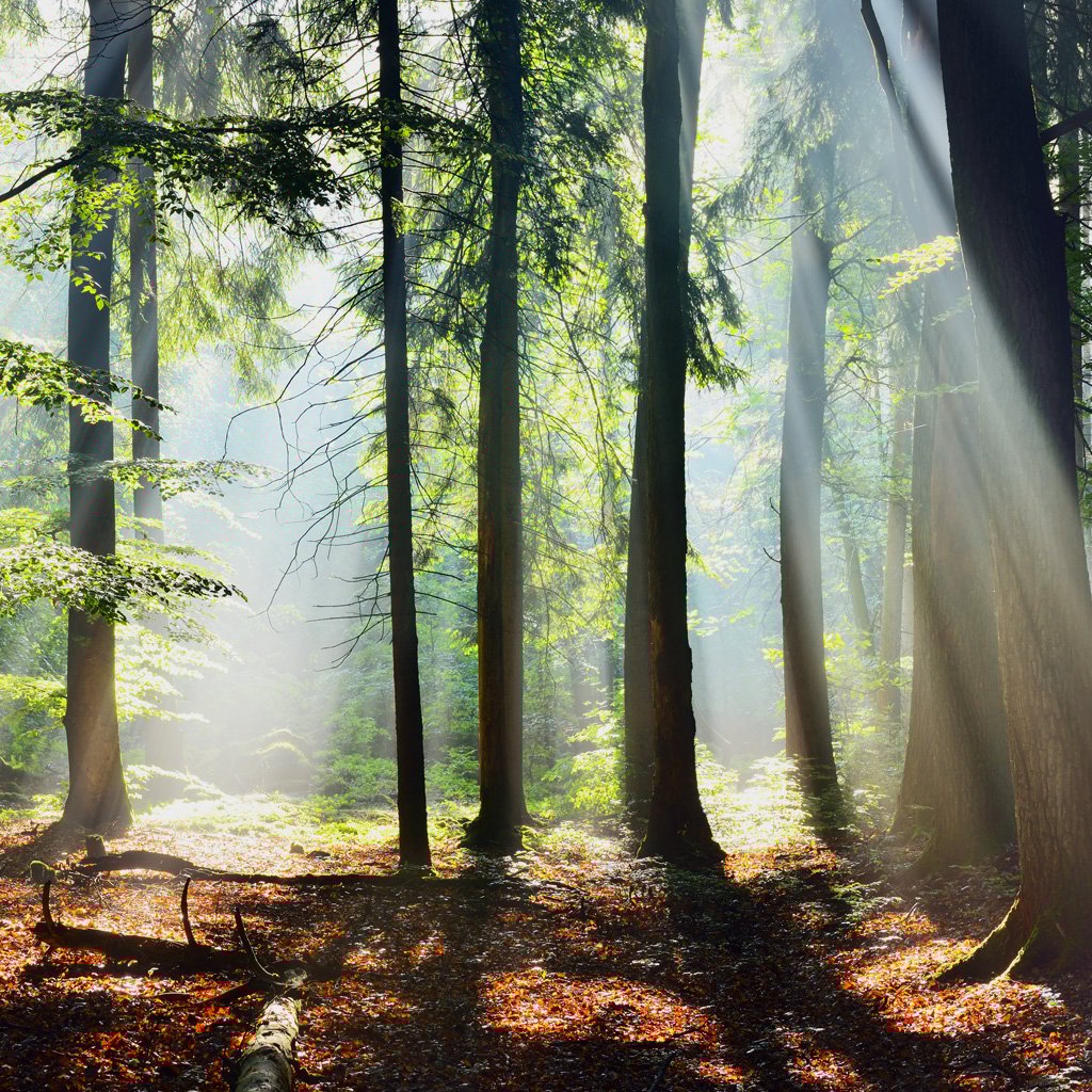 Sunlit Woods Fragrance Oil 937